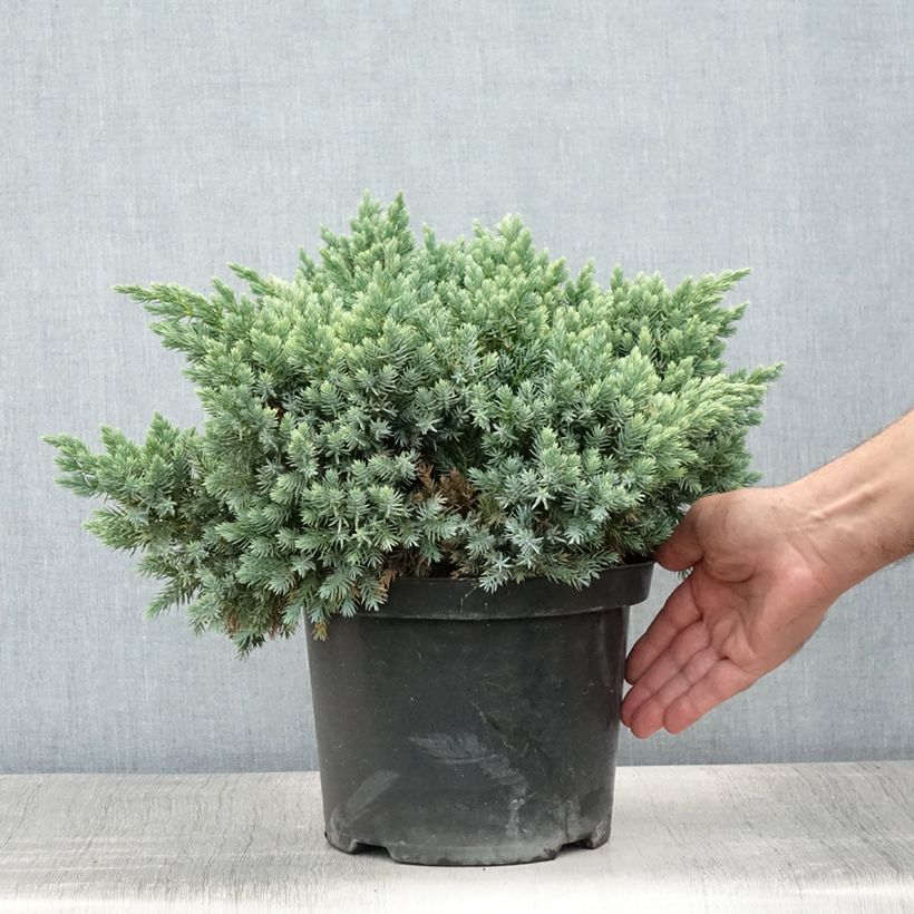 Esemplare di Juniperus squamata Blue Star - Ginepro Vaso da 3L/4L consegnato in estate