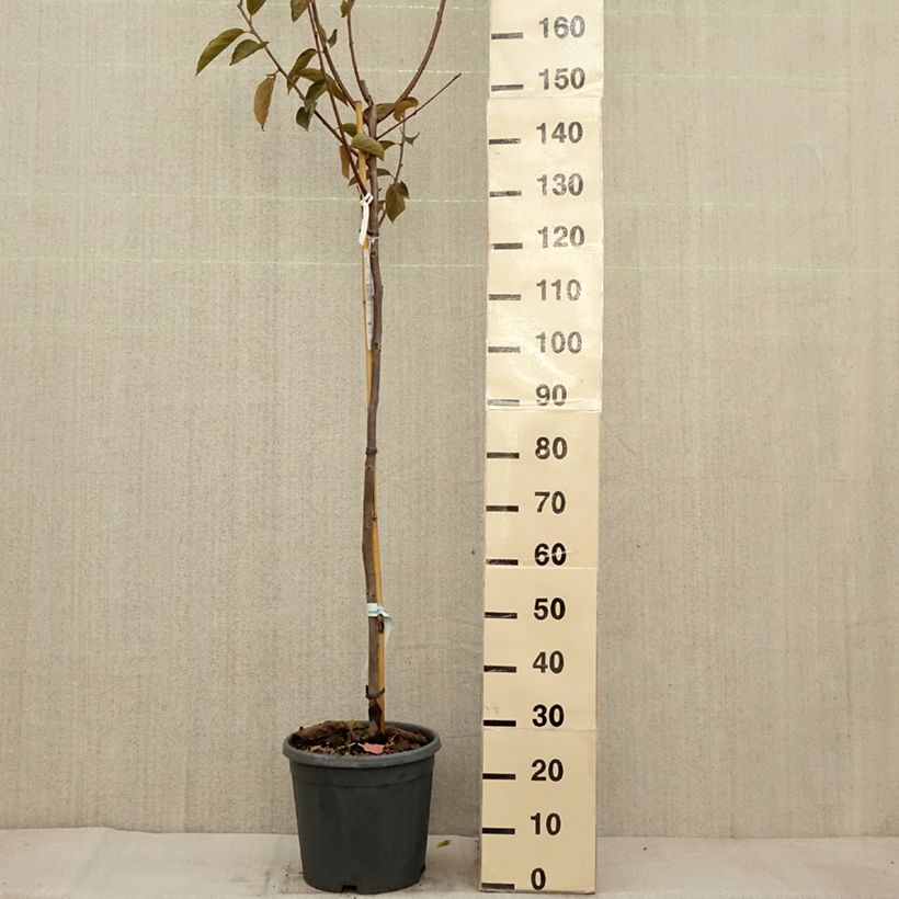 Esemplare di Cachi Fuyu Vaso da 12L/15L, Vaso impalcato medio come consegnato in autunno