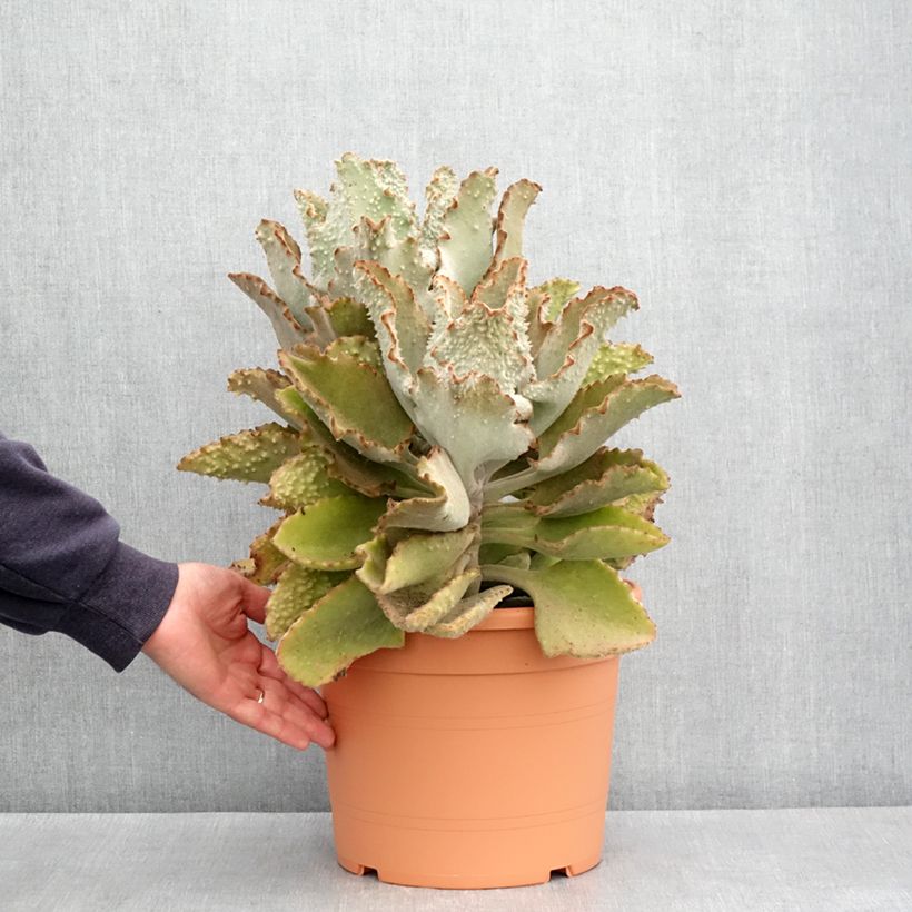 Kalanchoe beharensis Fang - Pot de 7,5L/10L esemplare consegnato in primavera
