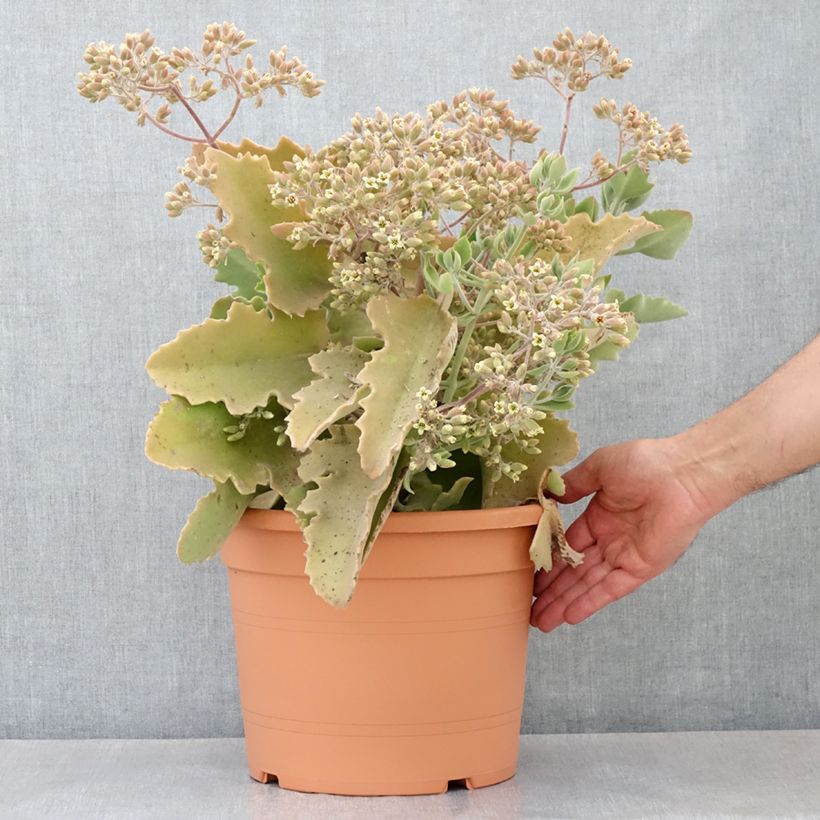 Kalanchoe beharensis Oak Leaf - Pot de 7,5L/10L esemplare consegnato in primavera
