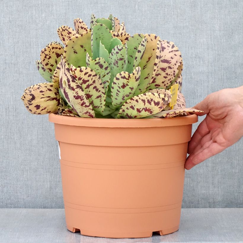 Kalanchoe marmorata - Kalanchoé marbré - Pot de 7,5L/10L esemplare consegnato in primavera
