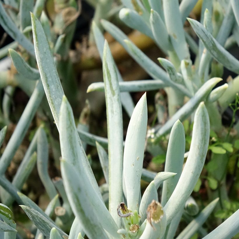 Kalanchoe thyrsiflora Bronze Sculpture (Fogliame)