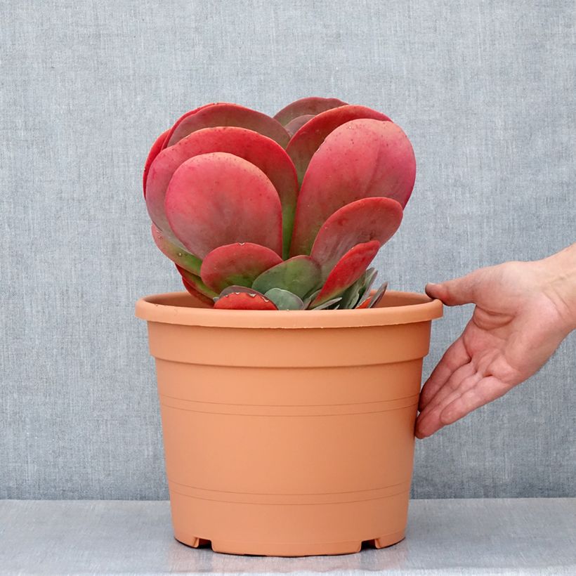 Kalanchoe thyrsiflora - Kalanchoé à thyrses - Pot de 7,5L/10L esemplare consegnato in primavera
