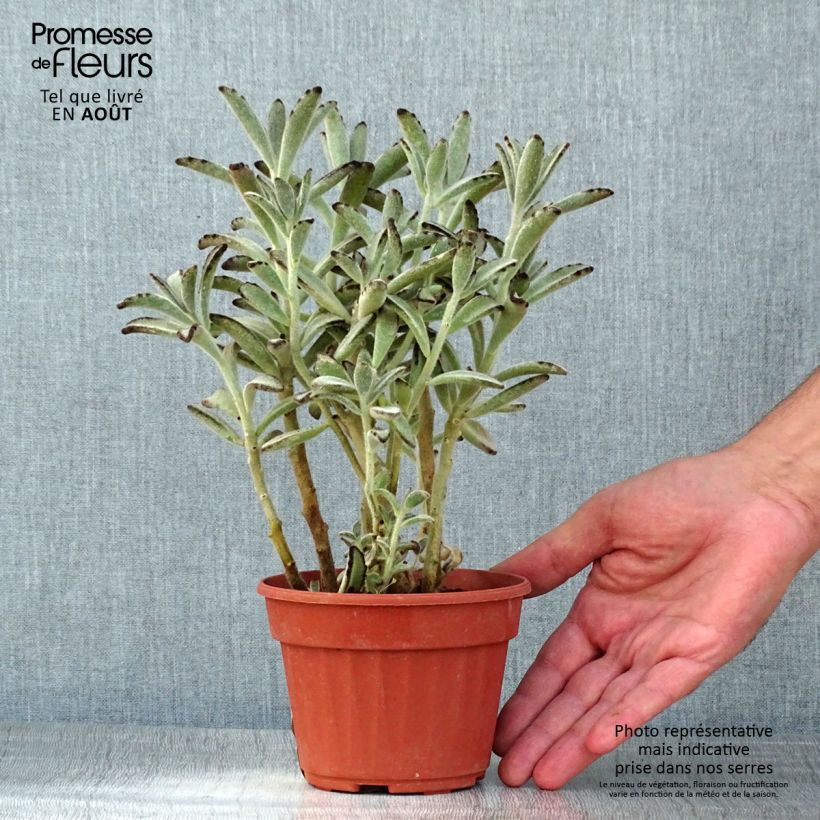 Esemplare di Kalanchoe tomentosa Vaso da Ø 12 cm / 13 cm consegnato in estate