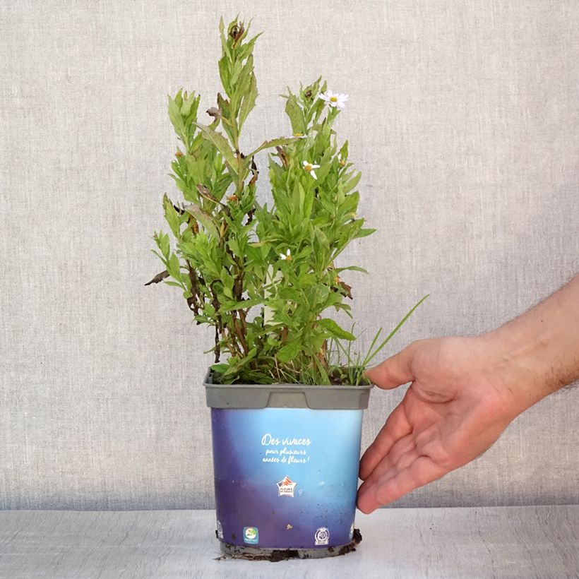 Esemplare di Kalimeris incisa - Aster giapponese Vaso da 2L/3L consegnato in estate