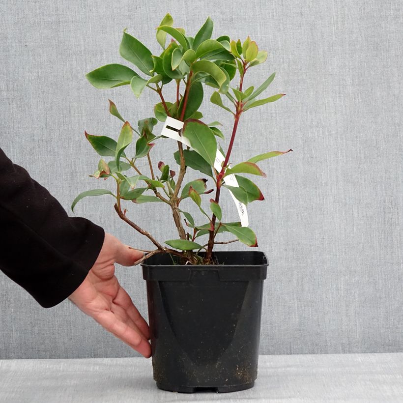 Kalmia latifolia Ideal - Alloro di montagna Vaso da 3L/4L esemplare consegnato in inverno