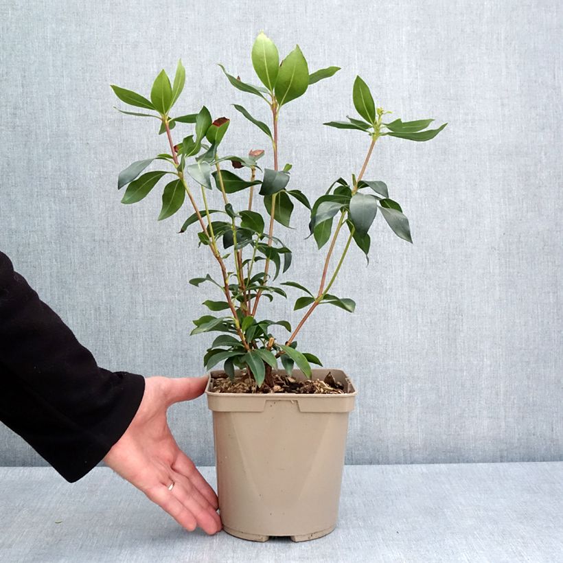 Kalmia latifolia Ideal - Alloro di montagna Vaso da 3L/4L esemplare consegnato in primavera