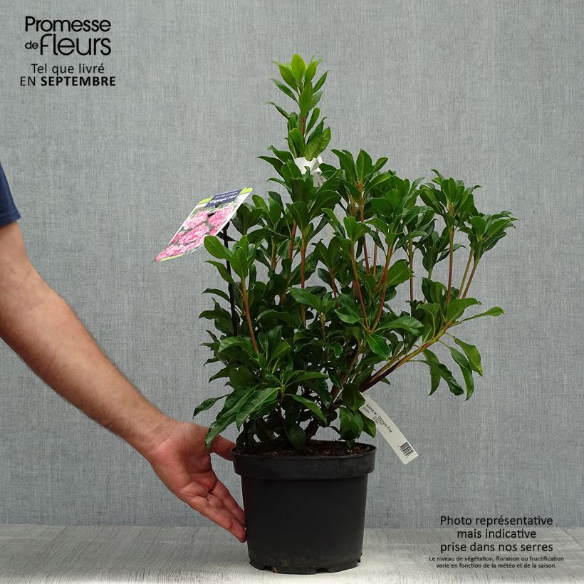 Esemplare di Kalmia latifolia Olympic Fire - Alloro di montagna Vaso da 3L/4L come consegnato in autunno