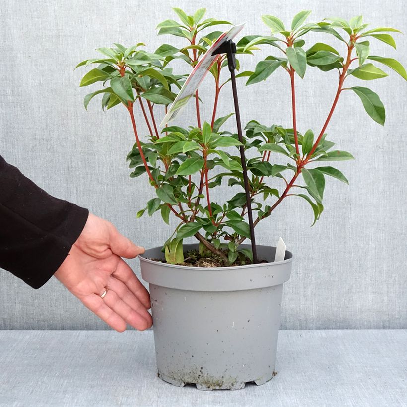 Kalmia latifolia Otsbo Red - Alloro di montagna Vaso da 2L/3L esemplare consegnato in primavera