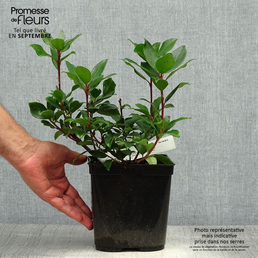 Esemplare di Kalmia latifolia Zebulon - Alloro di montagna Vaso da 3L/4L come consegnato in autunno