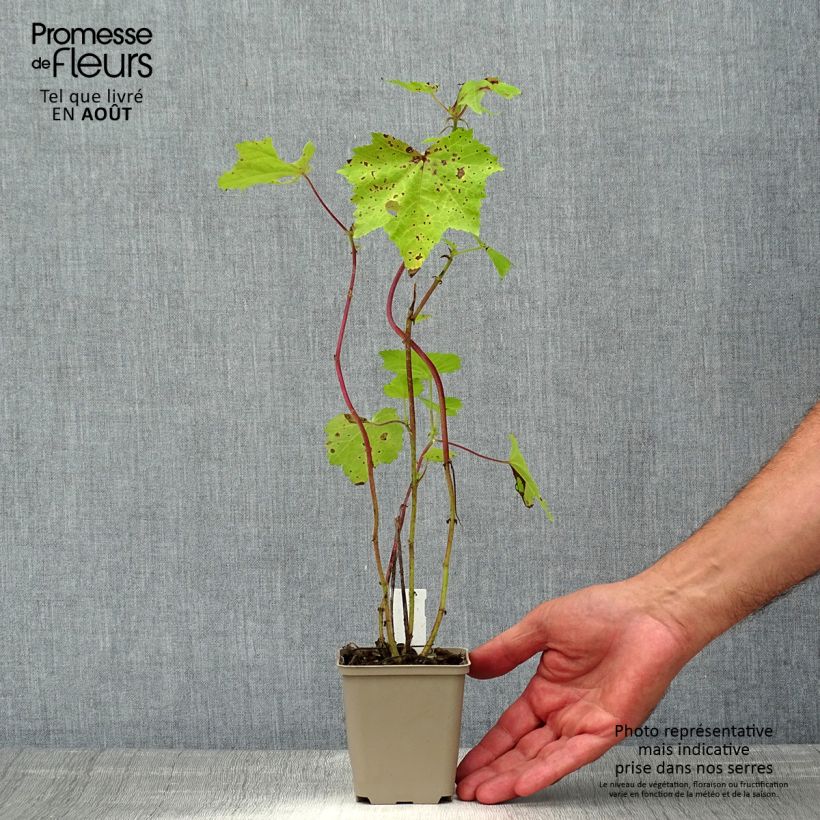 Esemplare di Kitaibelia vitifolia Vasetto da 8/9 cm consegnato in estate