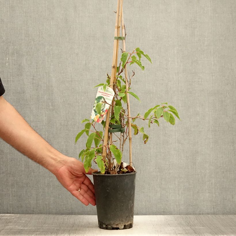 Esemplare di Mini kiwi Actinidia arguta Romeo Vaso da 2L/3L consegnato in estate