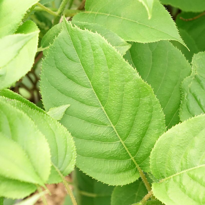 Mini kiwi Actinidia arguta Prince Jumbo (maschio) (Fogliame)