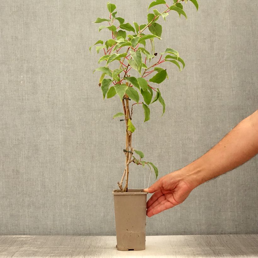 Esemplare di Mini kiwi Actinidia arguta Pink Jumbo Vaso da 1,5L/2L consegnato in estate