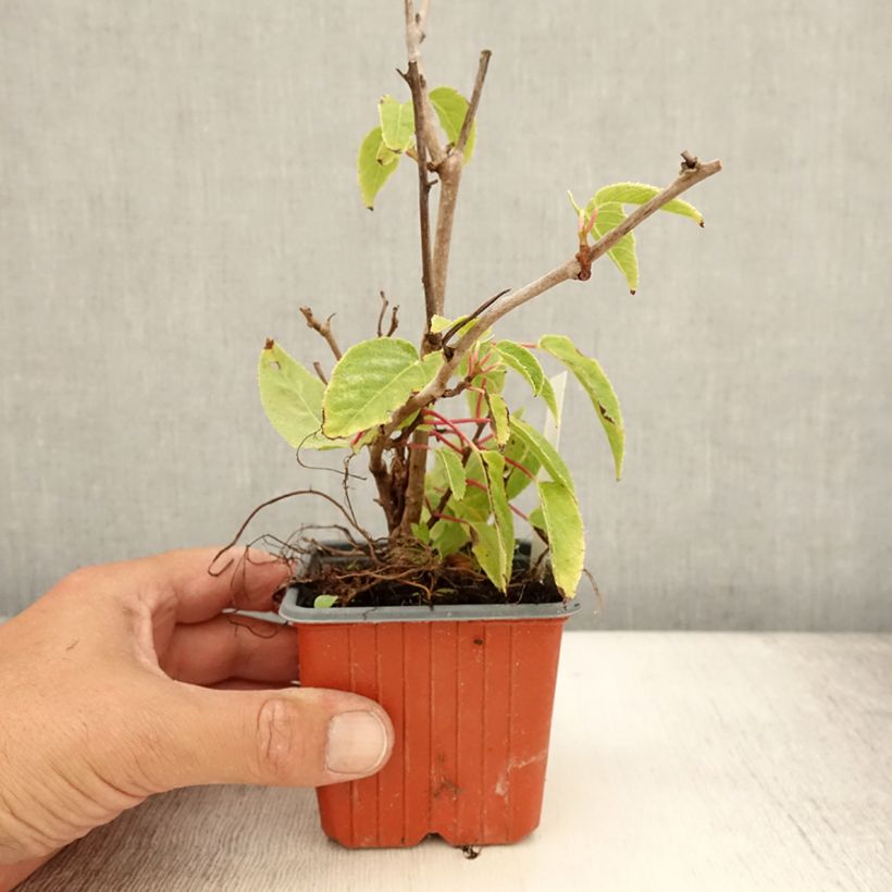 Esemplare di Mini kiwi Actinidia arguta Ken's Red Vasetto da 8/9 cm consegnato in estate