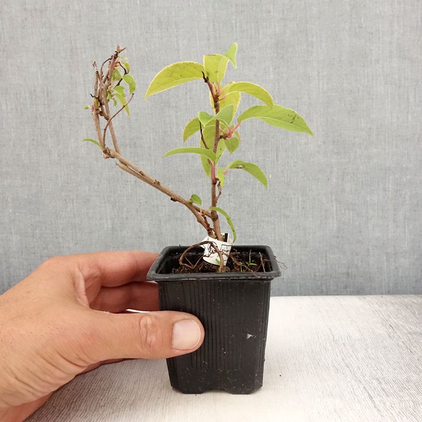 Esemplare di Mini kiwi Actinidia arguta Purpurea (Feminna) Vasetto da 8/9 cm consegnato in estate