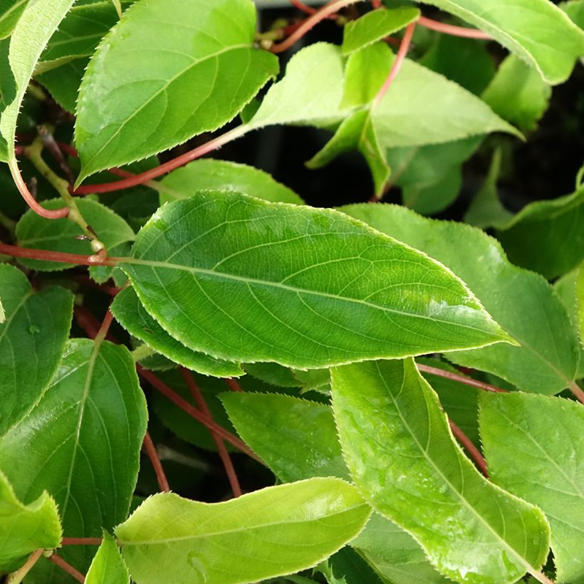 Mini kiwi Actinidia arguta Purpurea (Feminna) (Fogliame)