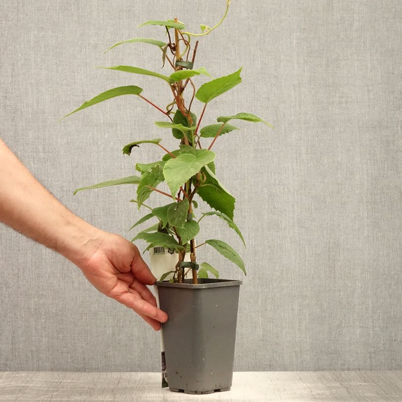 Esemplare di Mini kiwi Actinidia arguta Purpurea (Feminna) Vaso da 2L/3L consegnato in estate