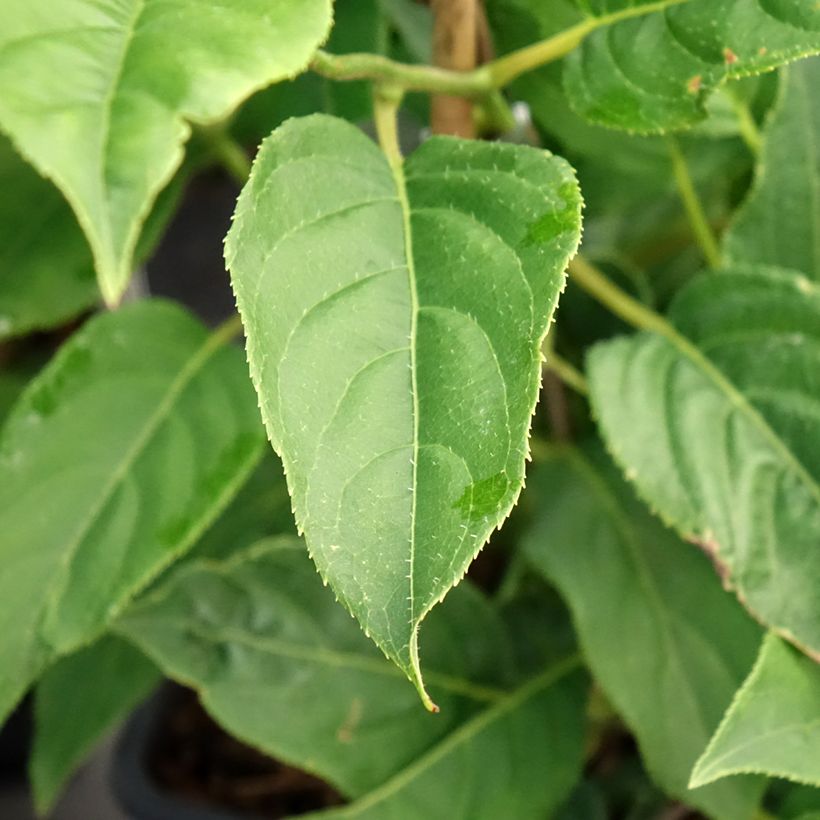 Mini kiwi Actinidia arguta Super Issaï (Fogliame)