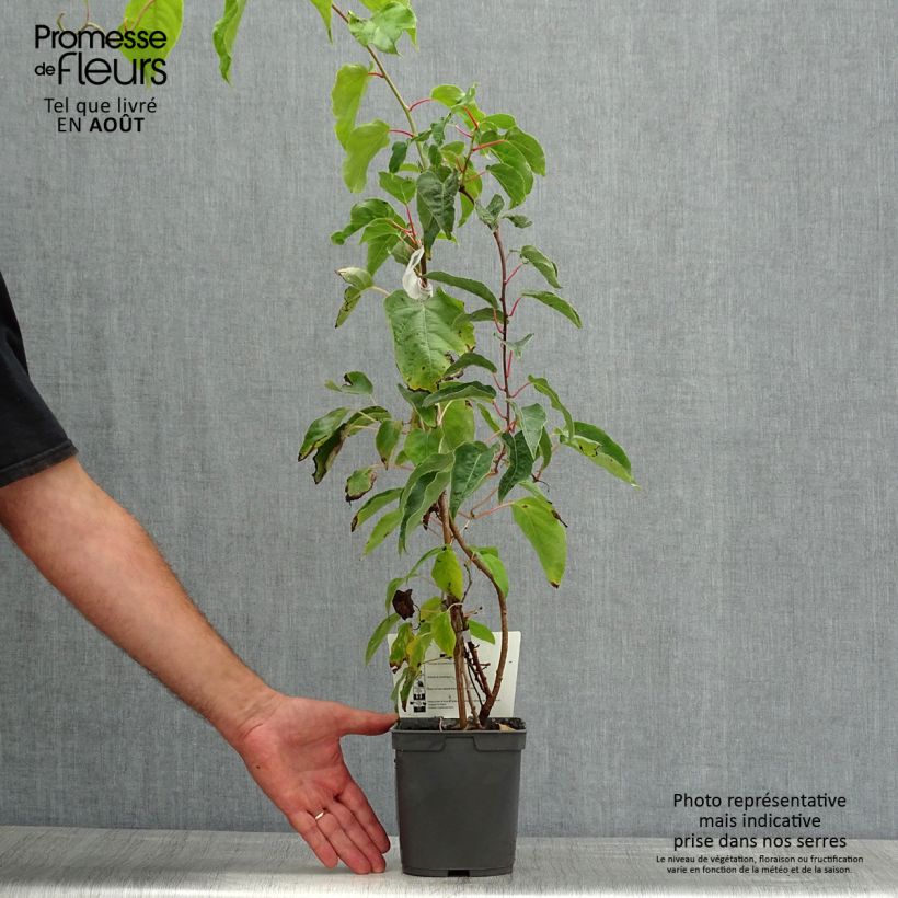 Esemplare di Mini kiwi Actinidia arguta Super Jumbo (Feminna) Vaso da 1,5L/2L consegnato in estate