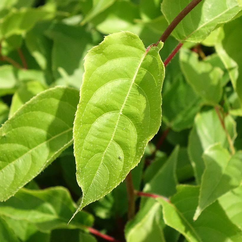 Mini kiwi Actinidia arguta Weikii (Fogliame)