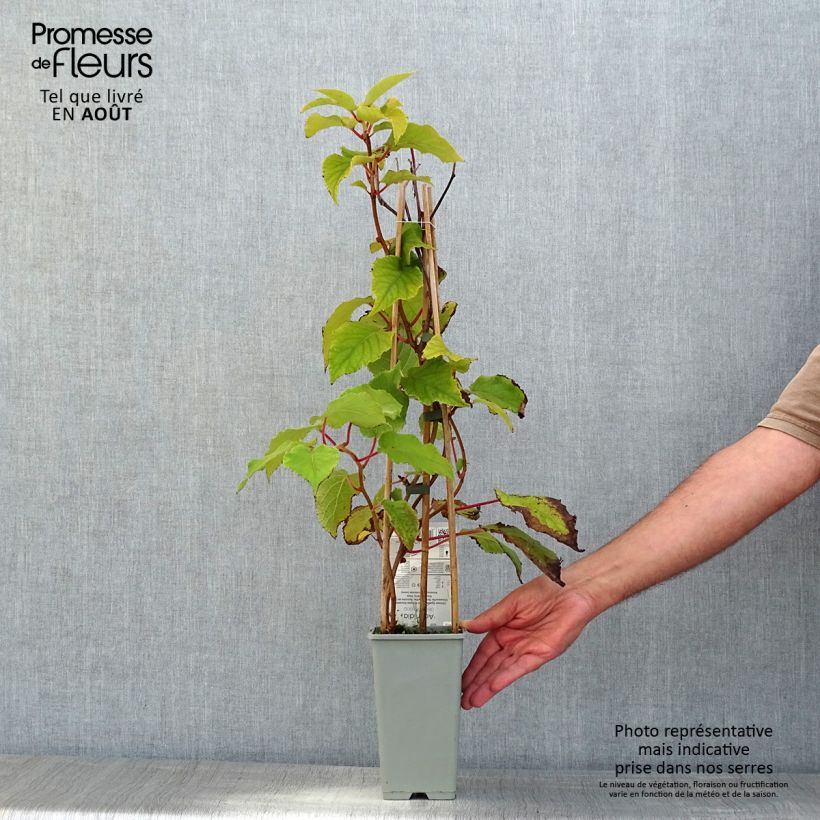 Esemplare di Kiwi Actinidia deliciosa Boskoop Vaso da 1,5L/2L consegnato in estate