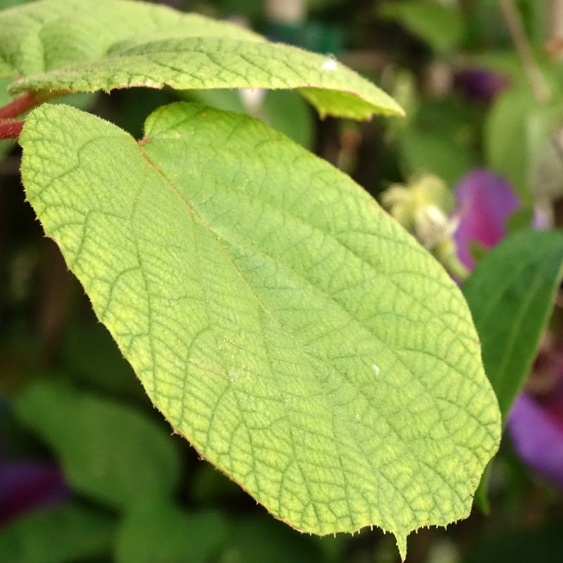 Kiwi Actinidia chinensis Solo (Fogliame)