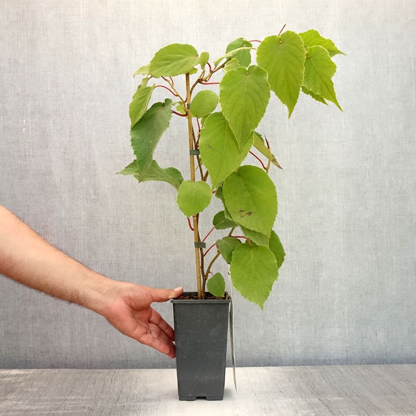 Esemplare di Kiwi Actinidia chinensis Bruno (Feminna) Vaso da 1,5L/2L consegnato in estate