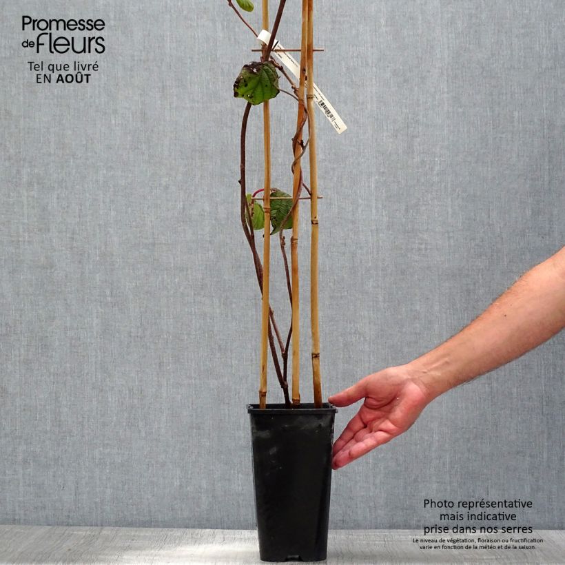 Esemplare di Kiwi Actinidia deliciosa Monty Vaso da 2L/3L consegnato in estate