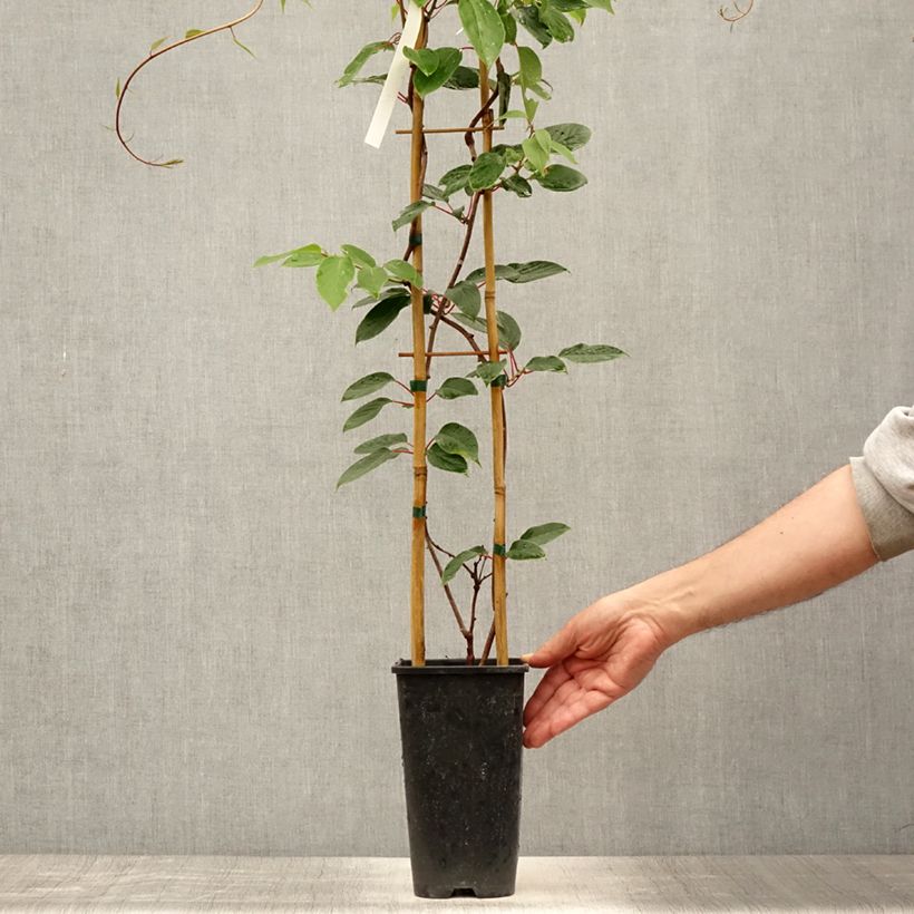Esemplare di Kiwi Actinidia deliciosa Hayward (femmina) Vaso da 1,5L/2L consegnato in estate