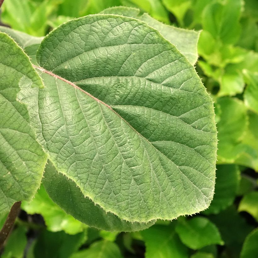 Kiwi Actinidia deliciosa Kiwi Gold (Fogliame)