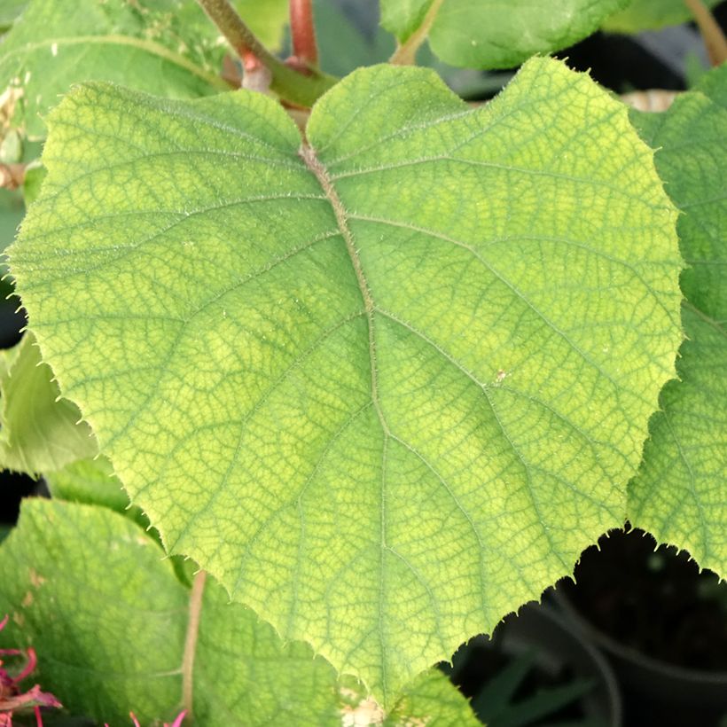 Kiwi Actinidia deliciosa kiw'Happy (maschio) (Fogliame)