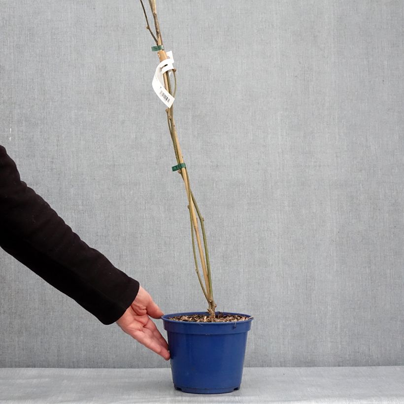 Kiwi Actinidia deliciosa kiw'Happy (maschio) Vaso da 3L/4L esemplare consegnato in inverno