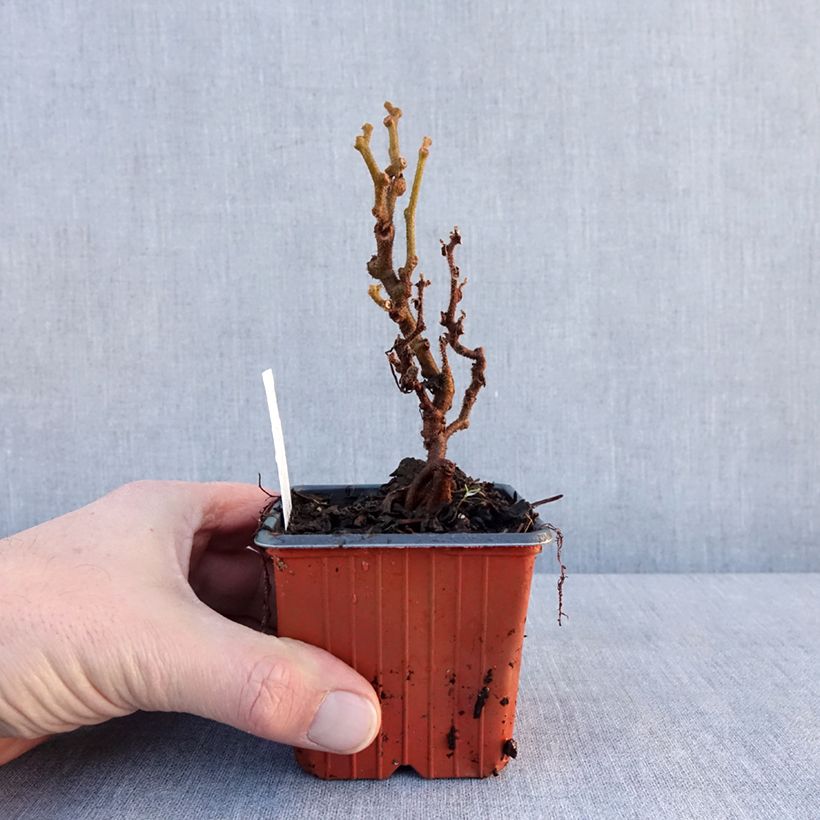 Kiwi Actinidia deliciosa Jenny (autofertile) Vasetto da 8/9 cm esemplare consegnato in inverno