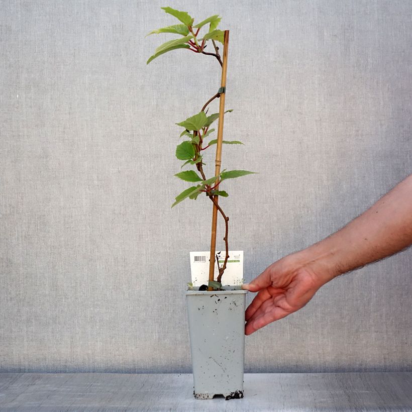 Esemplare di Mini kiwi Actinidia arguta Red Jumbo Vaso da 1,5L/2L consegnato in estate