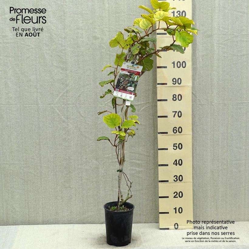 Esemplare di Kiwi Actinidia chinensis Solissimo Vaso da 4L/5L consegnato in estate