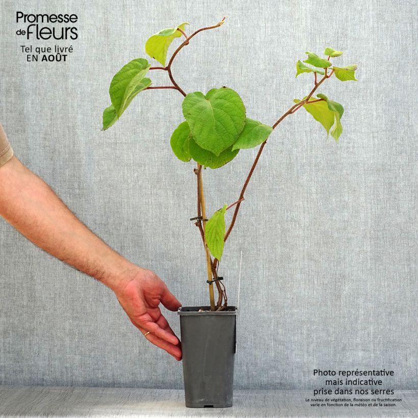 Esemplare di Kiwi Actinidia chinensis Solissimo Bio Vaso da 1,5L/2L consegnato in estate