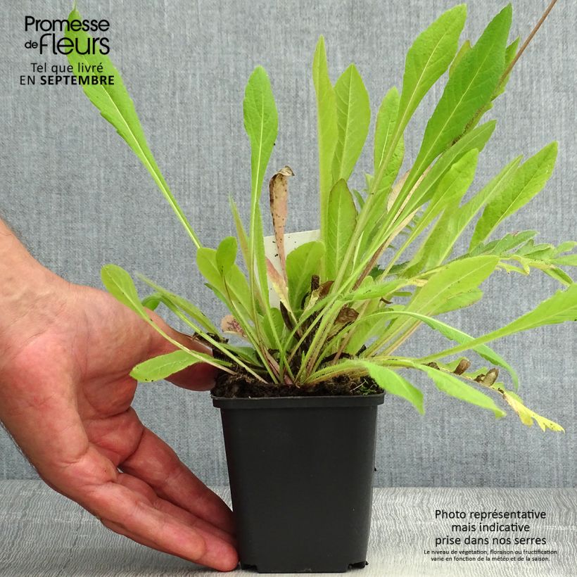 Esemplare di Knautia arvensis - Ambretta comune Vasetto da 8/9 cm consegnato in estate