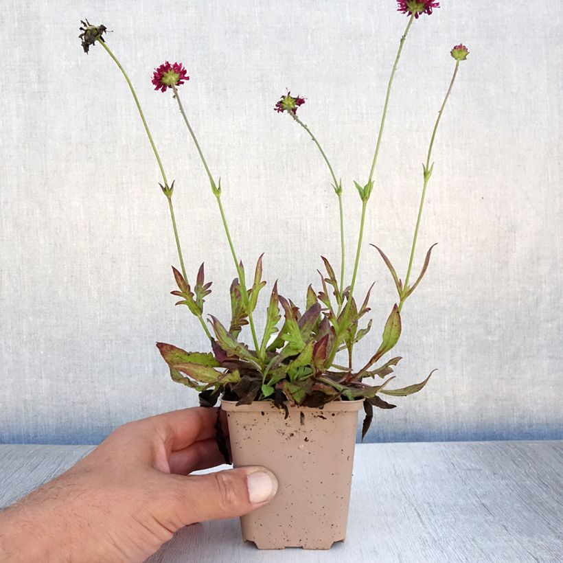 Esemplare di Knautia macedonica Mars Midget Vasetto da 8/9 cm consegnato in estate