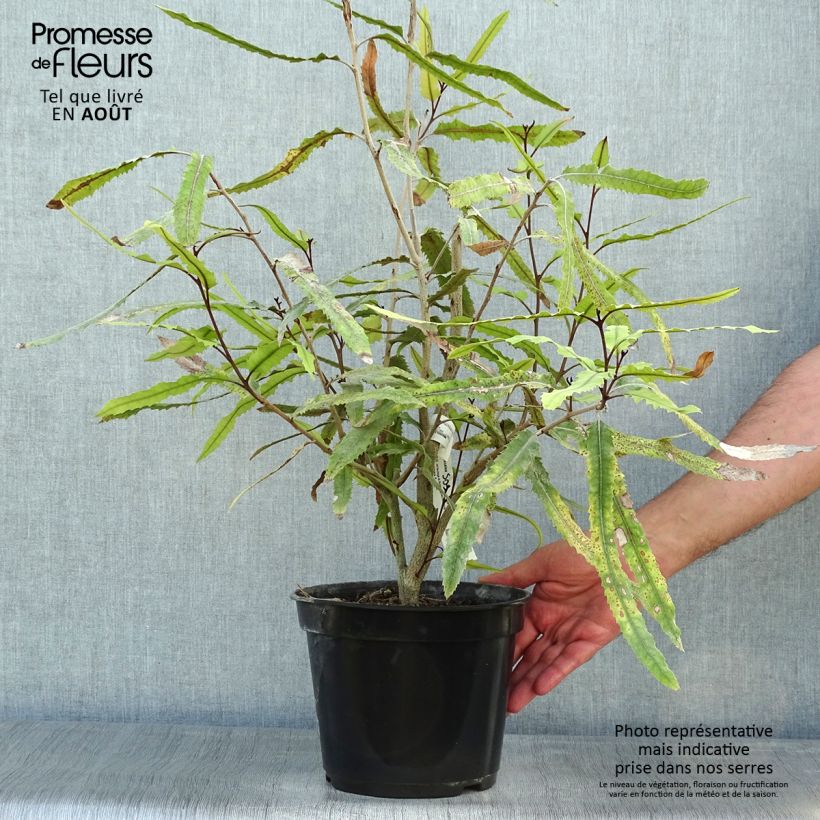 Esemplare di Knightia excelsa - Rewarewa Vaso da 3L/4L consegnato in estate