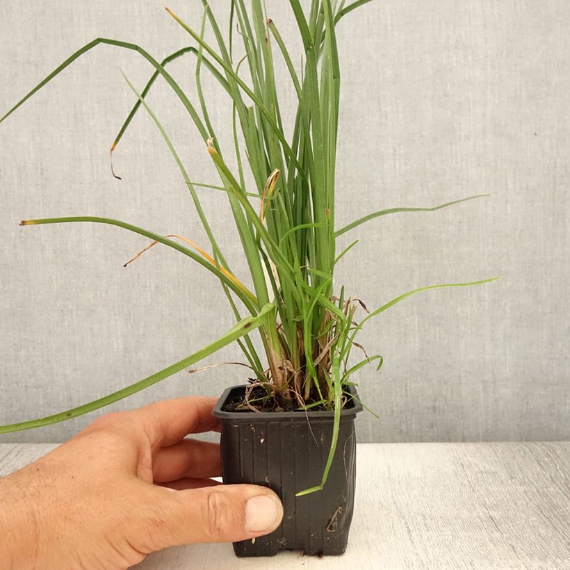 Esemplare di Kniphofia Bees Lemon - Giglio della torcia Vasetto da 8/9 cm consegnato in estate