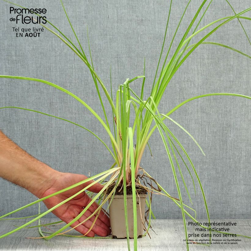 Esemplare di Kniphofia Elvira - Giglio della torcia Vasetto da 8/9 cm consegnato in estate