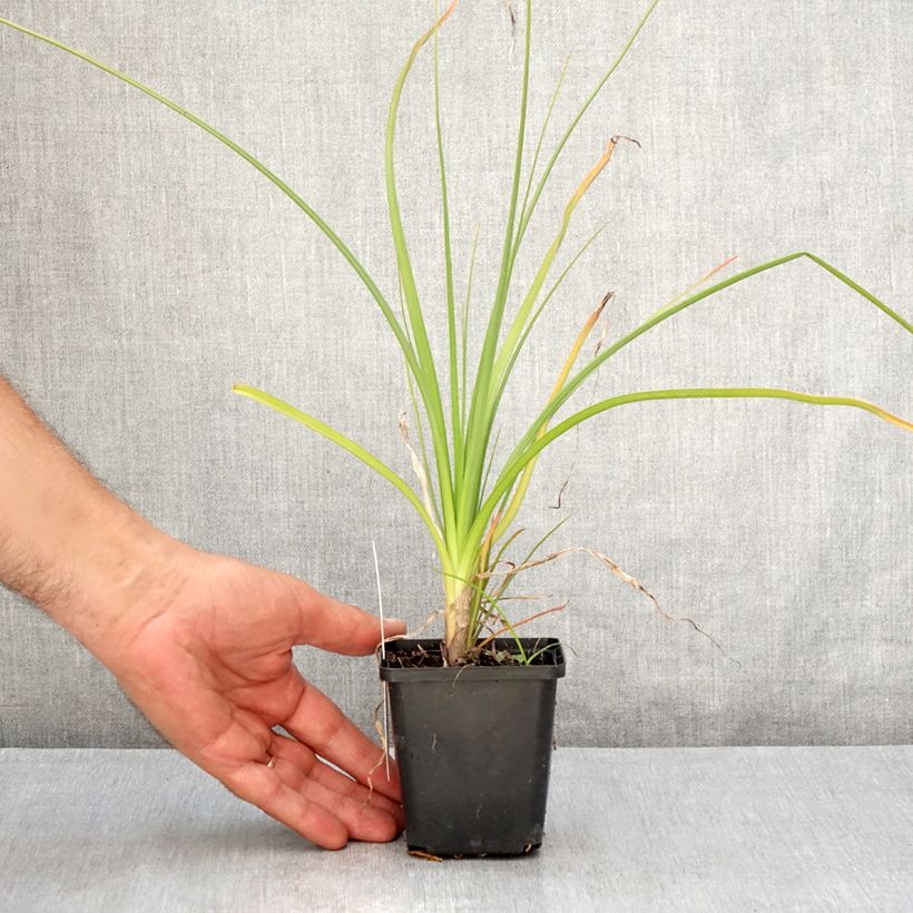 Esemplare di Kniphofia Green Jade - Giglio della torcia Vasetto da 8/9 cm consegnato in estate