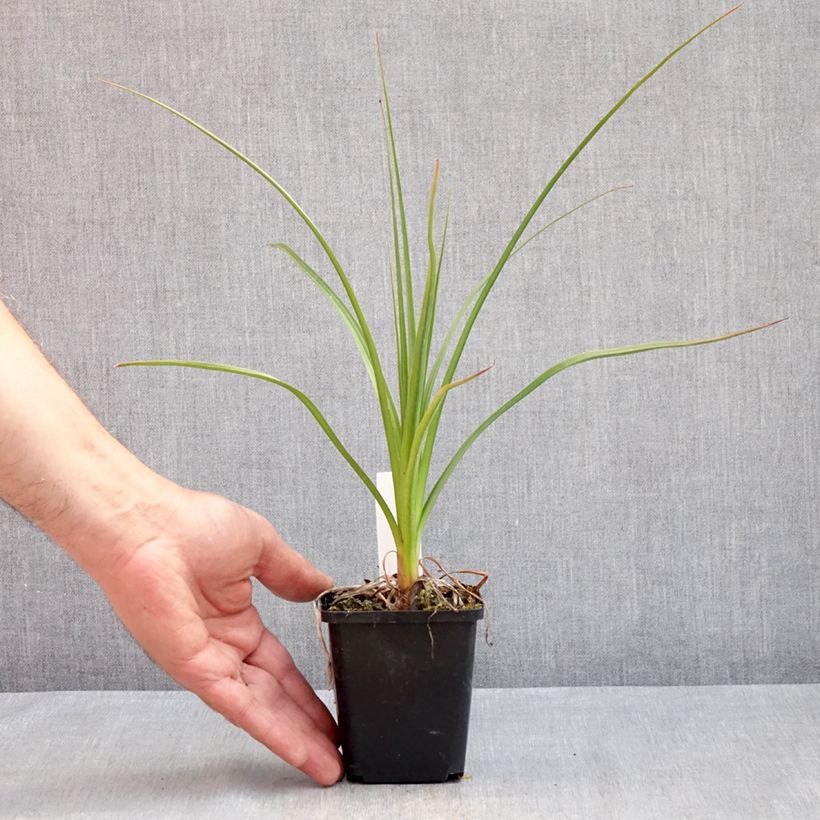 Kniphofia Green Jade - Giglio della torcia Vasetto da 8/9 cm esemplare consegnato in primavera