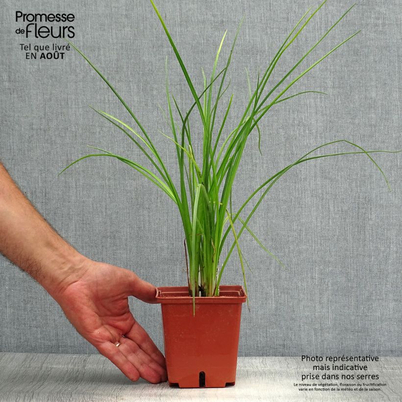 Esemplare di Kniphofia Mango Popsicle - Giglio della torcia Vaso da 1L/1,5L consegnato in estate