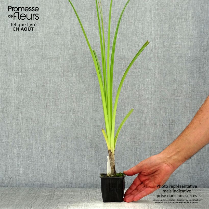 Esemplare di Kniphofia rooperi - Giglio della torcia Vasetto da 8/9 cm consegnato in estate