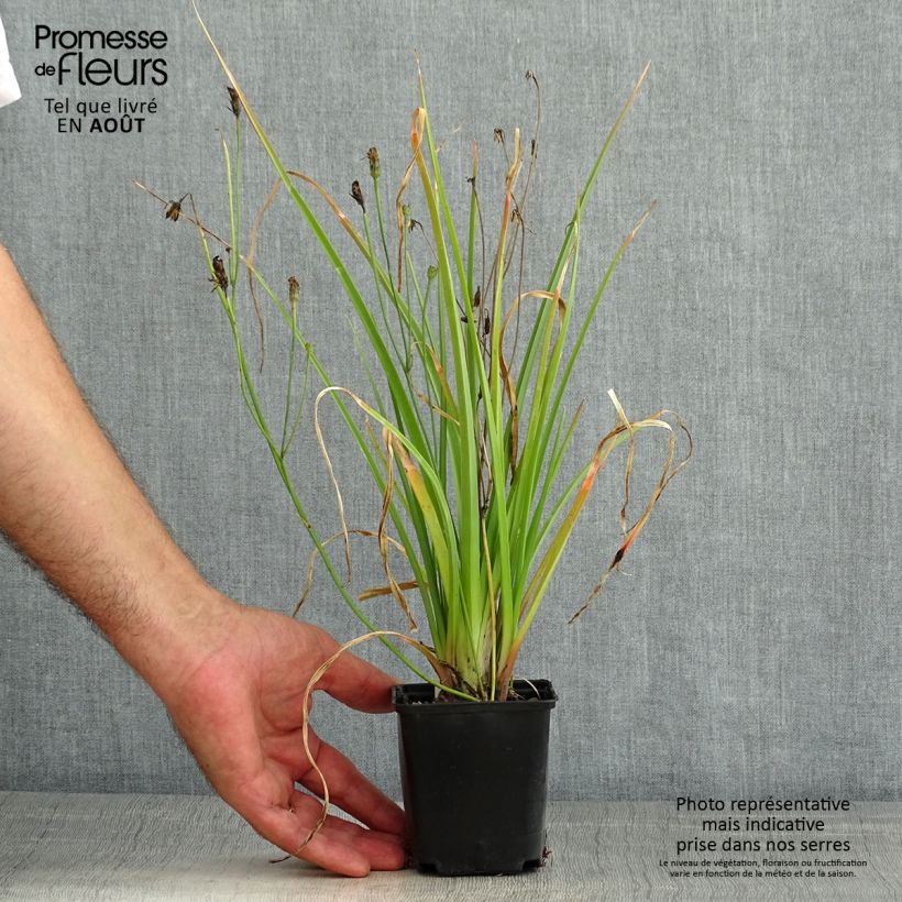 Esemplare di Kniphofia Traffic Lights - Giglio della torcia Vasetto da 8/9 cm consegnato in estate