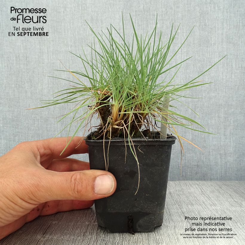 Esemplare di Koeleria glauca - Paléo bianco Vasetto da 8/9 cm consegnato in estate