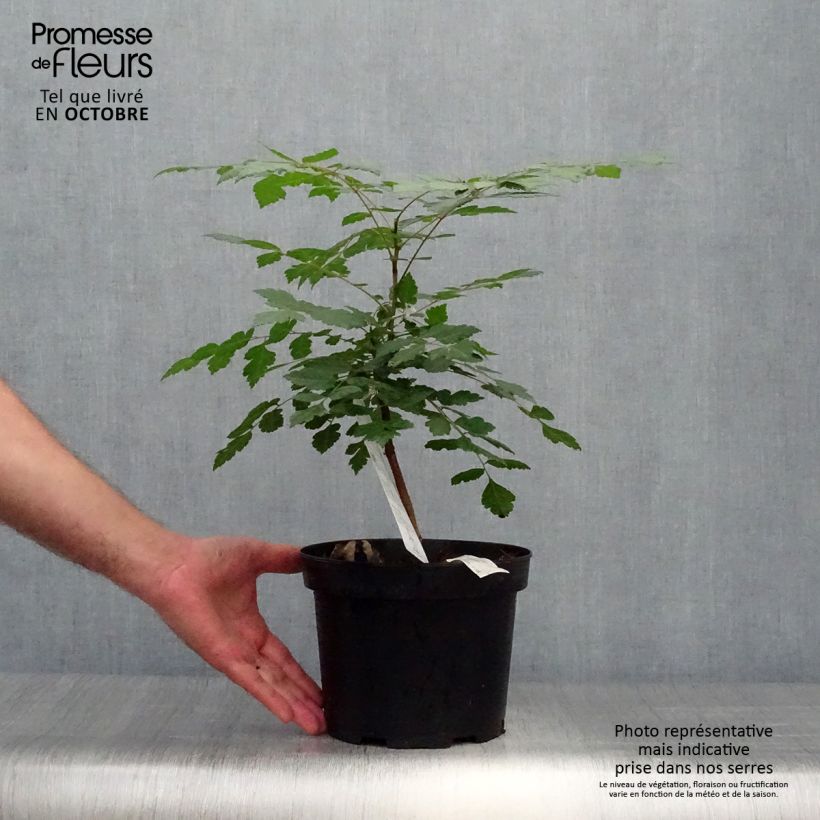 Esemplare di Koelreuteria paniculata - Albero della pioggia dorata Vaso da 3L/4L come consegnato in autunno
