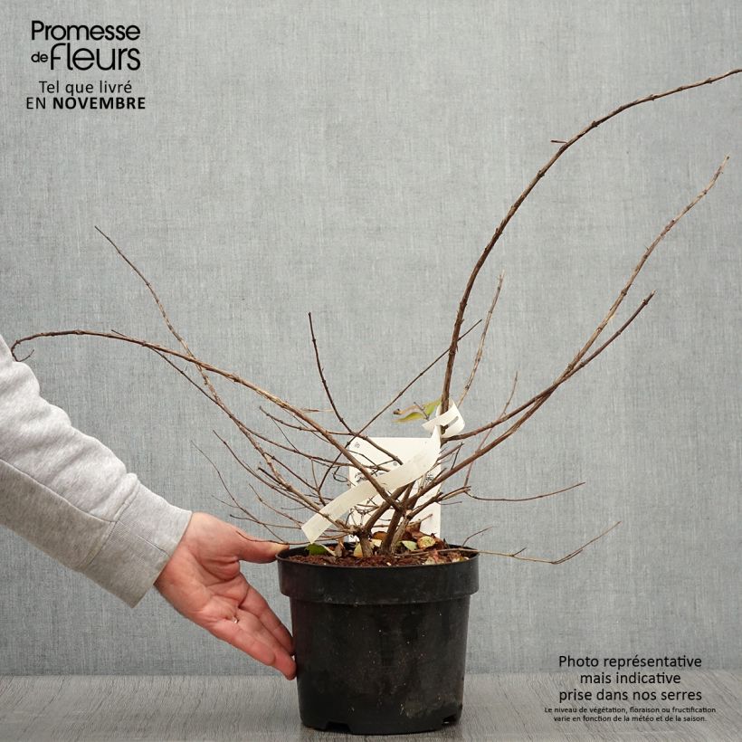 Esemplare di Kolkwitzia amabilis Vaso da 3L/4L come consegnato in autunno